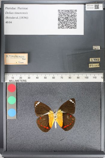Media type: image;   Entomology 130349